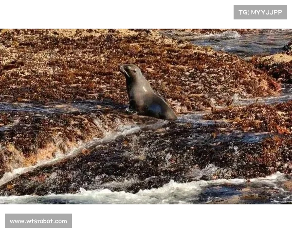 南非超级联赛最新积分榜更新 开普敦城面临严峻保级压力 南非超级联赛最新积分榜更新 开普敦城面临严峻保级压力